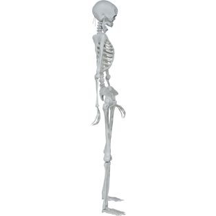 CSONTVÁZ, 145 CM
