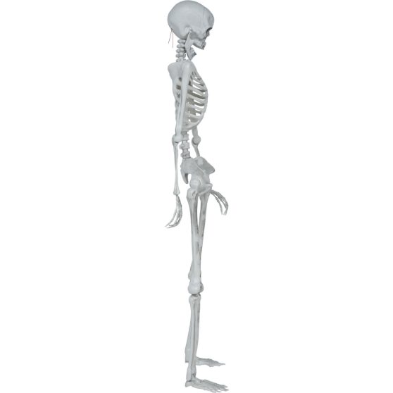 CSONTVÁZ, 145 CM